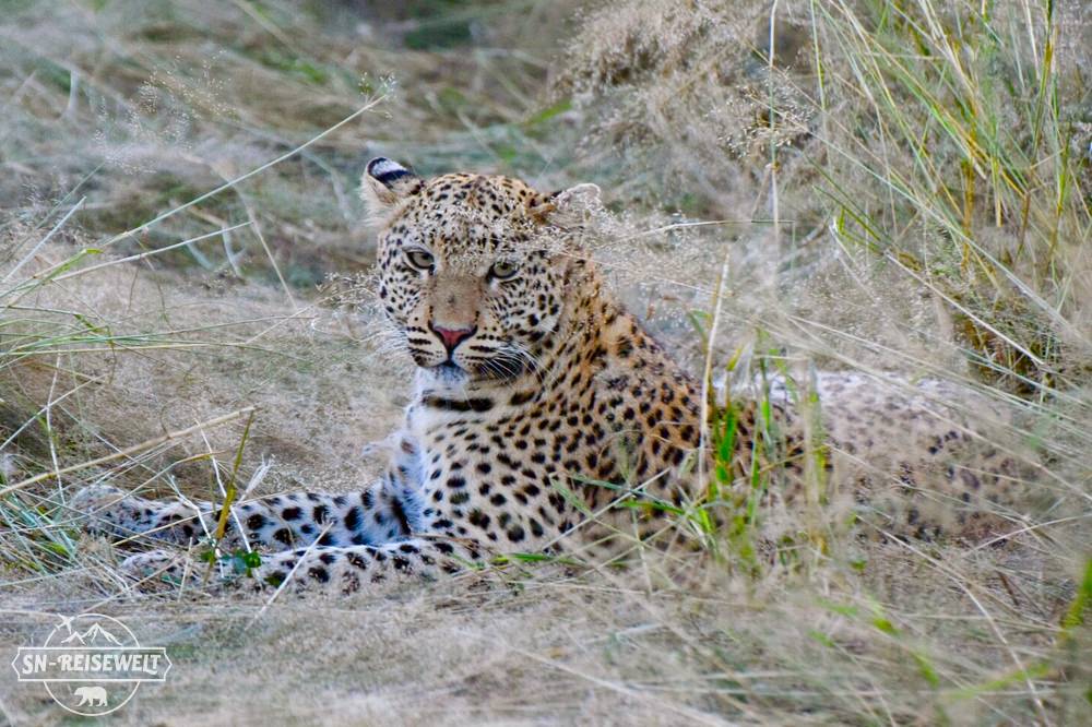Okonjima Namibia